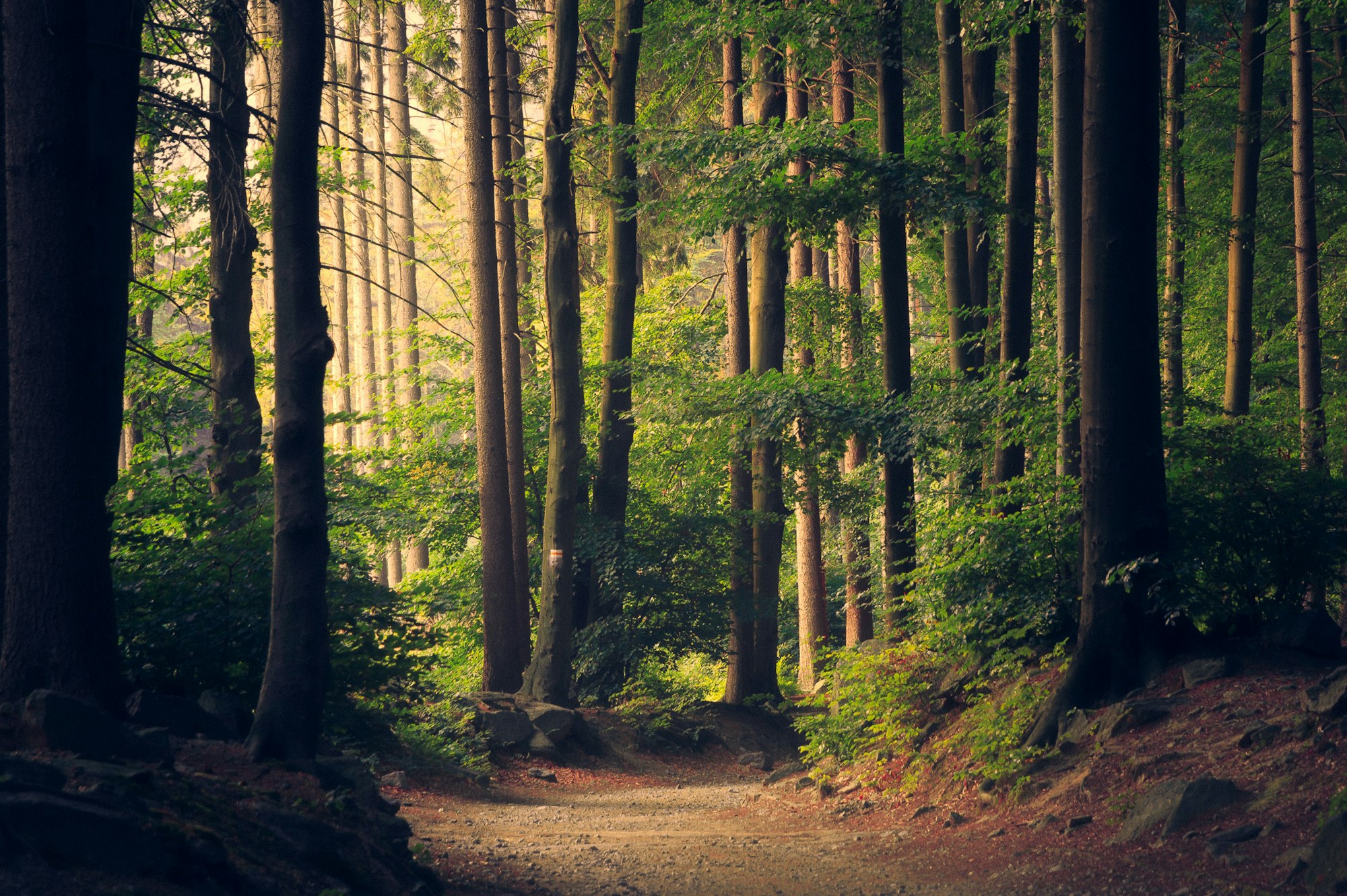 Sunlight falling through tall trees onto a quiet forest path